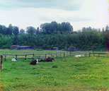 Ржев, Коровы в поле